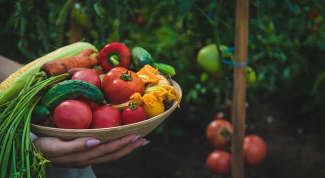 Farmer woman harvests vegetables in the garden. Selective focus. Food.