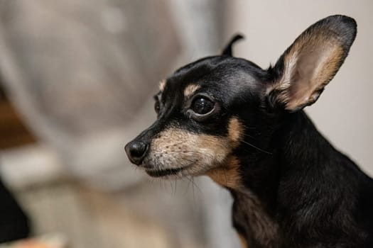 Get up close and personal with this adorable chihuahua, with its soft fur, big eyes, and loving demeanor, perfect for any pet lover