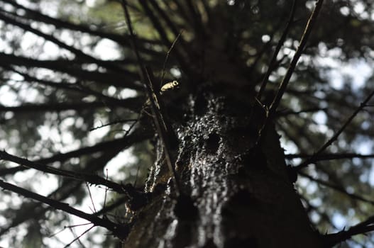Low angle shot of a tree trunk at Kasteklippen, Harz Mountains, Bad Harzburg, Germany