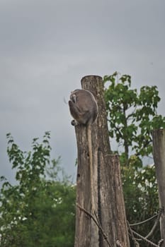 Vertical shot of an ape climbing a wooden pole in a zoo