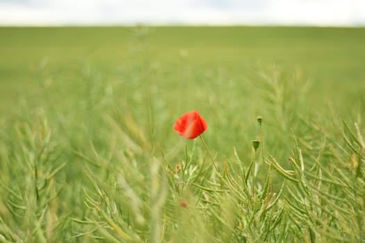 Closeup of a red poppy growing on a green field