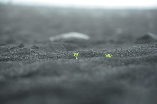 Shallow focus of two small plant sprouts on the black sand beach in Iceland