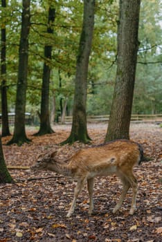 Female Red deer stag in Lush green fairytale growth concept foggy forest landscape image