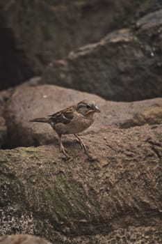Vertical shot of a Sparrow with worm in its beak in a zoo