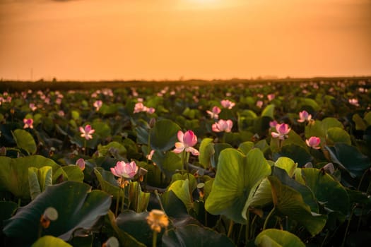 Sunrise in the field of lotuses, Pink lotus Nelumbo nucifera sways in the wind. Against the background of their green leaves. Lotus field on the lake in natural environment