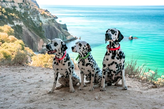 Three obedient Dalmatian dogs sit on the background of the azure sea and look at their owner. Two dogs in red collars, one in green. Concept of holidays and trips to the sea with Pets.