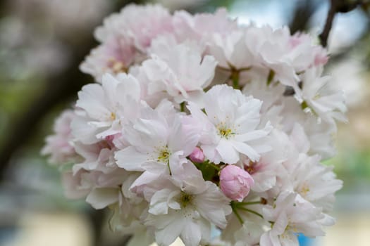 A close-up view of a bunch of blossoming blossoms of the paradise apple tree at the very beginning of spring on a sunny warm day.