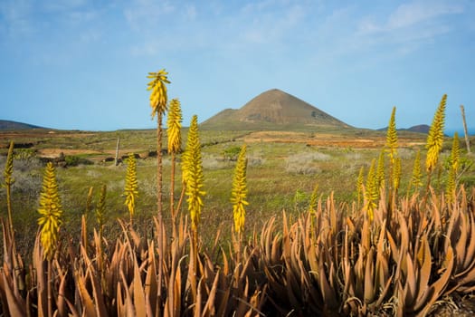 Springtime on Lanzarote, with volcanic landscape view on mount Guenia and aloe vera flowers in the foreground. Beauty in nature.