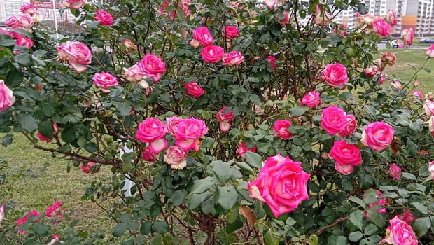 A lot of small pink roses on bush closeup in sunset garden. Pink roses bushes blooming