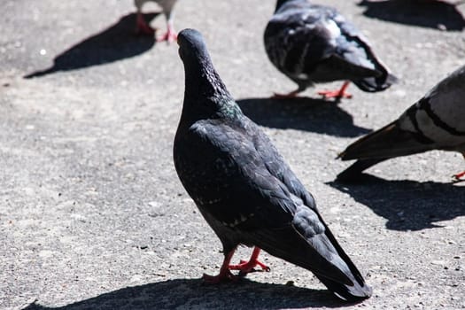 Many gray and blue pigeons on the pavement close up