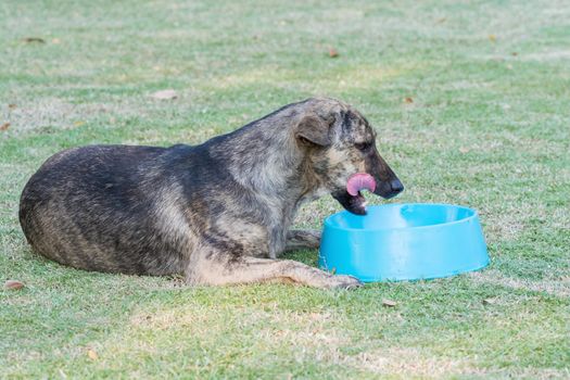 Dog eating food