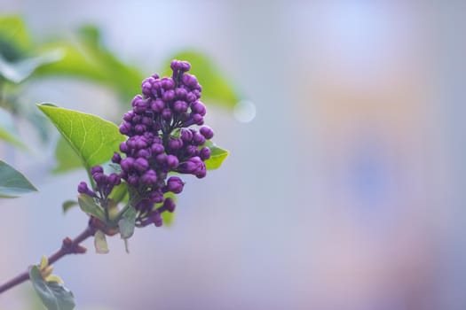 A branch of lilacs with flowers close up, copy space