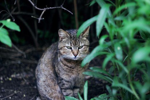 The gray cat sits among green leaves of a bush, close up portrait