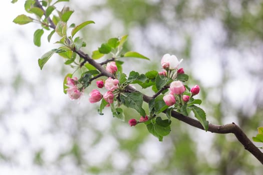 Pink flowers of apple tree on a branch close up