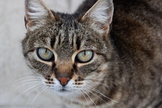 Gray cat with green eyes on the street close up portrait