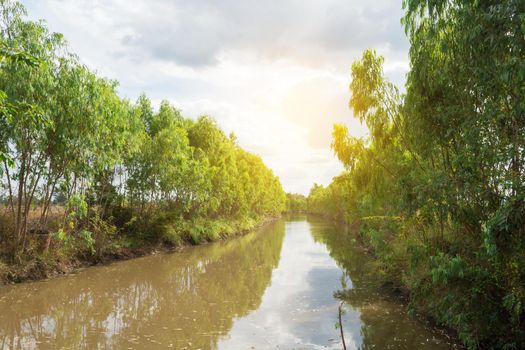 Irrigation Canal with eucalyptus trees.