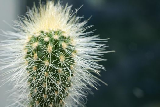 Top of a cactus with needles close up, copy space