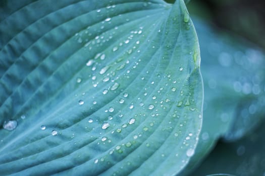 Water droplets on a large green leaf of a plant close up