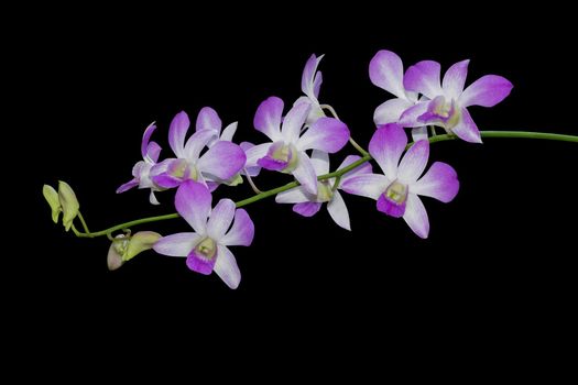 Orchid flower isolated on black background, Clipping path