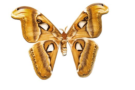 Big butterfly with yellow wings, isolate on a white background, attacus atlant
