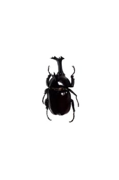 Big black beetle close up, isolate on a white background, megasoma acteon