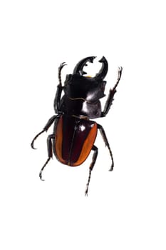 Big black end red beetle close up, isolate on a white background