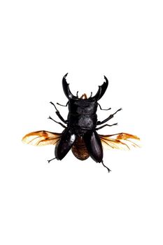 Big black beetle close up, isolate on a white background, dorcus titanus