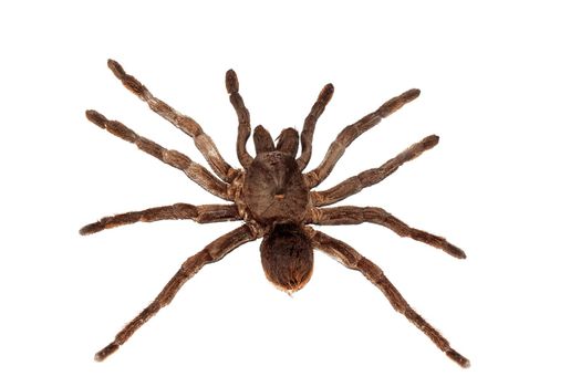 Big brown spider close up, isolated on white background, pamphobetus antinous