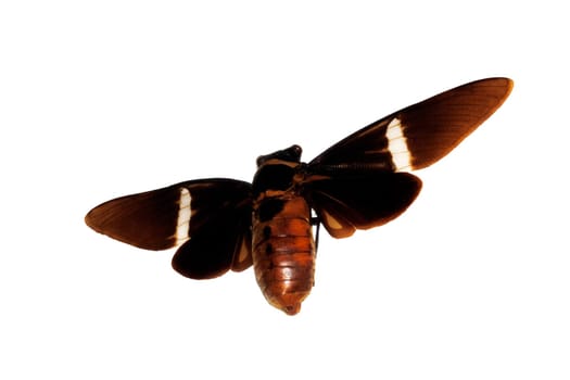 Big brown beetle, isolate on a white background close up, cicadidae
