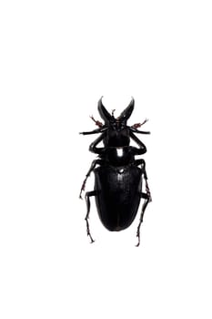 Big black beetle close up, isolate on a white background, dorystheres walkeri