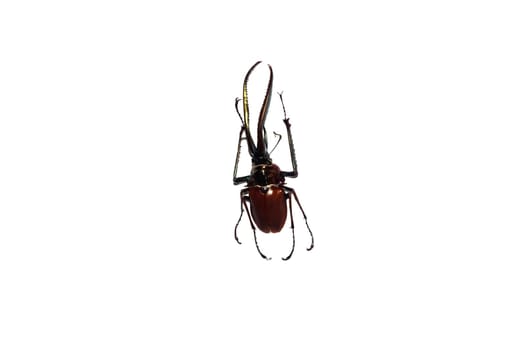Big brown beetle close up, isolate on a white background, chiasognathus granti