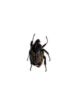 Big black beetle close up, isolate on a white background, goliothus cacicus