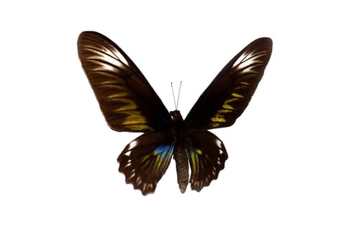 Big butterfly with brown wings close up, isolate on white background