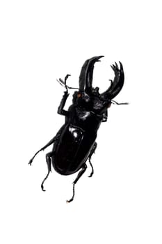 Big black beetle close up, isolate on a white background