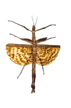 Large yellow insect as a tree branch, isolate on a white background, phasma gigas