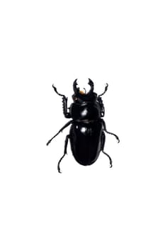 Big black beetle close up, isolate on a white background, neolucanus maximus
