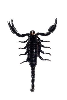 Black scorpion close up, isolate on a white background