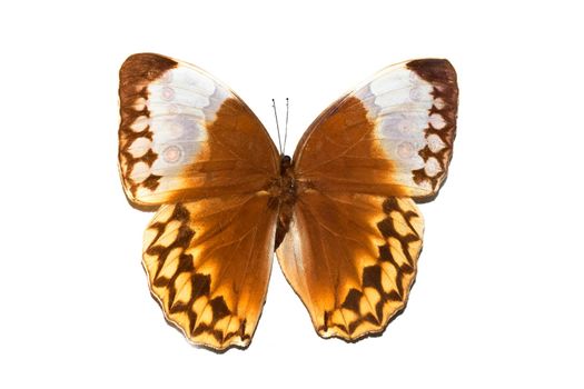 Big butterfly with yellow wings, isolate on a white background