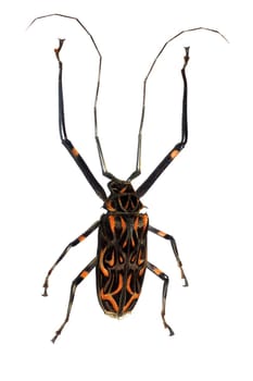 Big black end red beetle close up, isolate on a white background