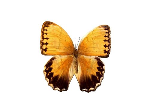 Big butterfly with yellow wings, isolate on a white background