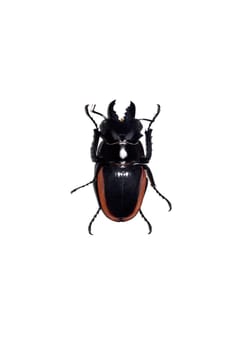 Big black end red beetle close up, isolate on a white background, odontalabis cuvera
