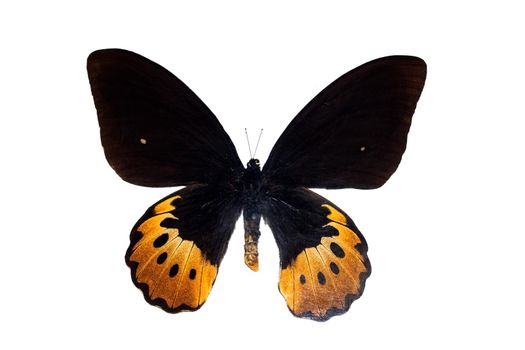Big butterfly with yellow wings, isolate on a white background, arnithoptera goliathus supremus
