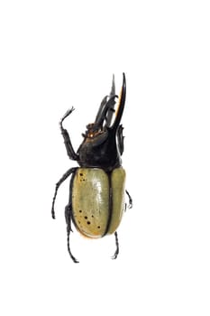 Big green beetle close up, isolate on a white background, buhastes hercules