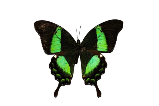 Big butterfly with green wings close up, isolate on white background
