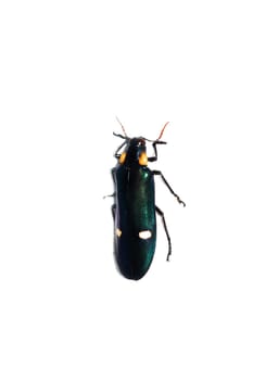 Big green beetle close up, isolate on a white background, meraloxantha