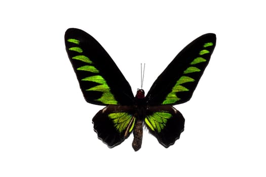 Big butterfly with green wings close up, isolate on white background