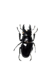 Big brown beetle close up, isolate on a white background, odontolabis siva