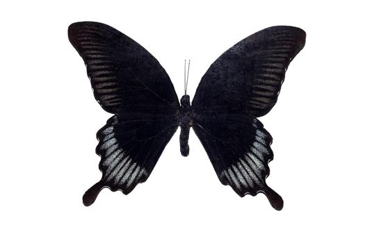 Big butterfly with yellow wings, isolate on a white background, papilio ascalaphus