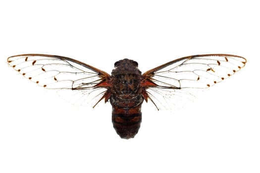 Big brown beetle, isolate on a white background close up, cicadidae, pamponia intermedia