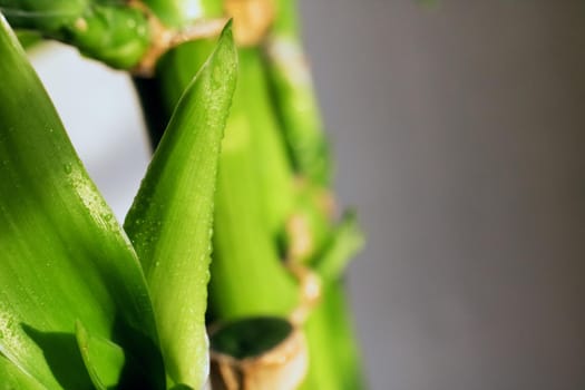 Green leaves of a plant with water drops close up, spring background for etxt